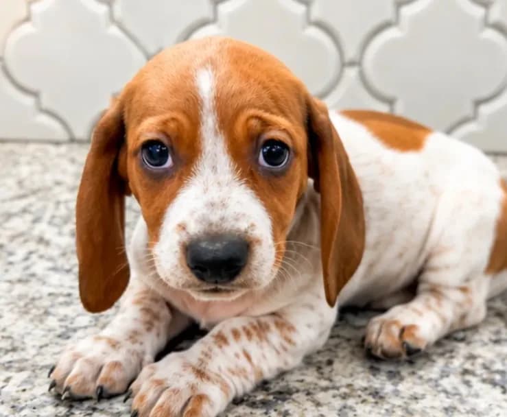 AKC Dolly
