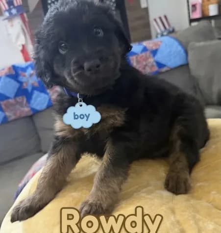 Rowdy