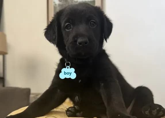 Domino