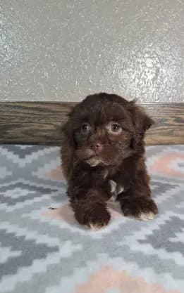 Bella