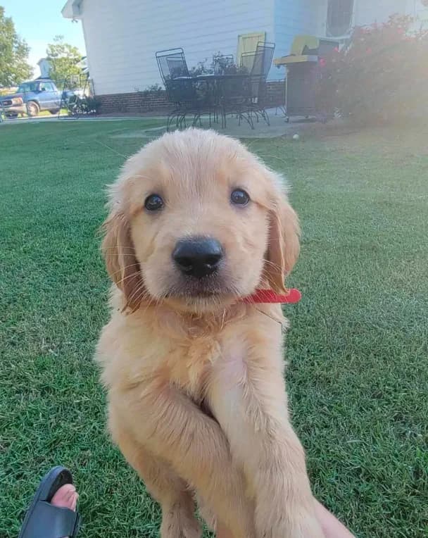 Golden female
