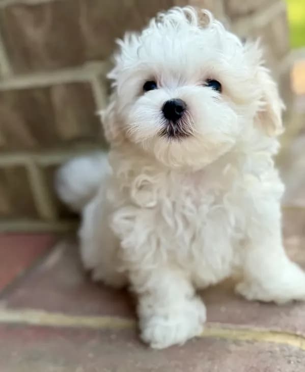 Charlie AKC! PICK up ready