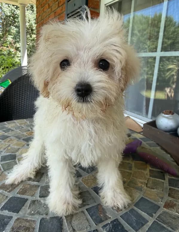 Toy Cookie