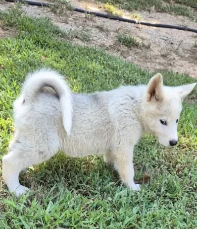 Puppy7