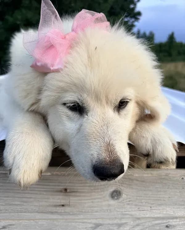Annie
