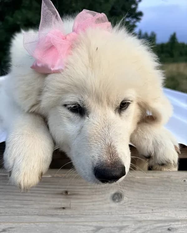 Annie