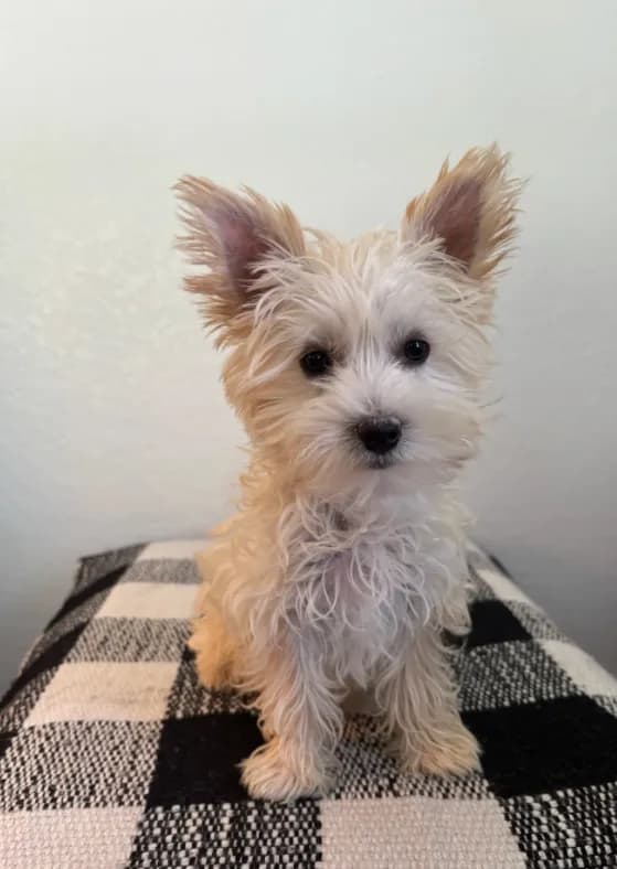 AKC Callie
