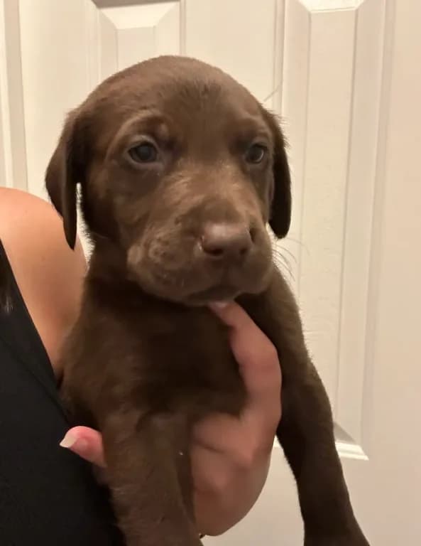 Lilly
