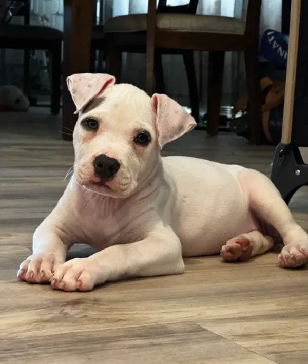 Ella