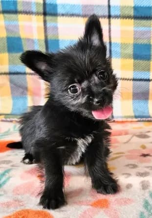 Onyx