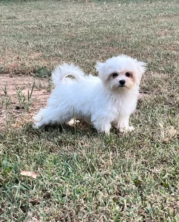 AKC tiny Korean boy