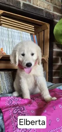 Elberta