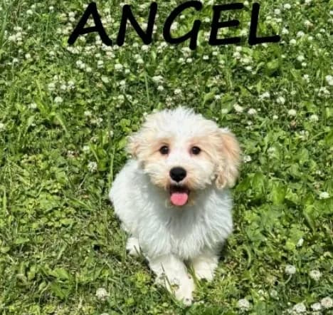Angel