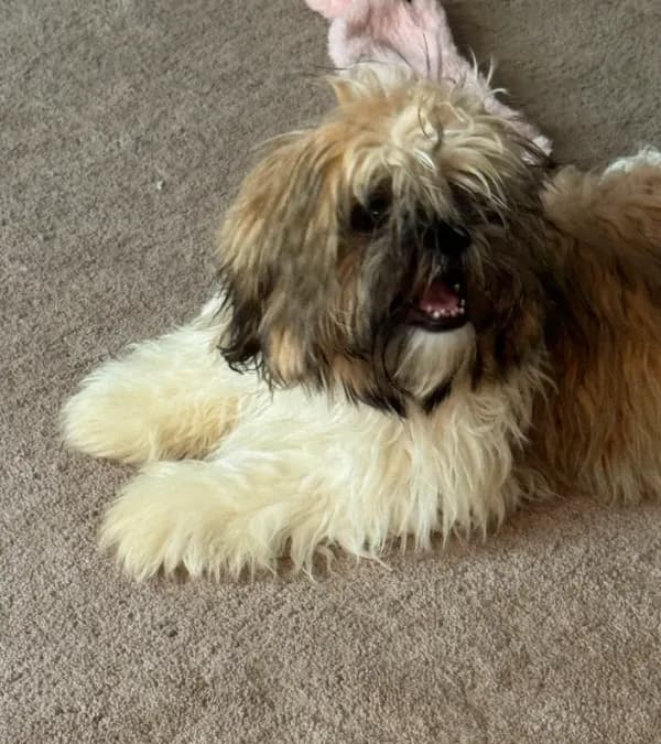 AKC puppy fe