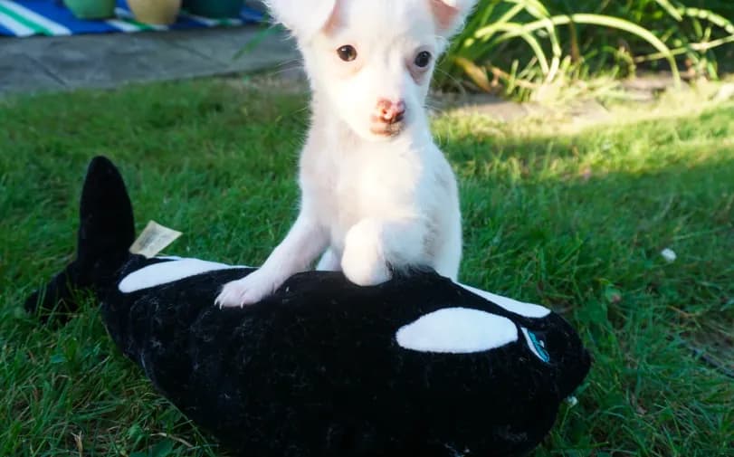 Dottie