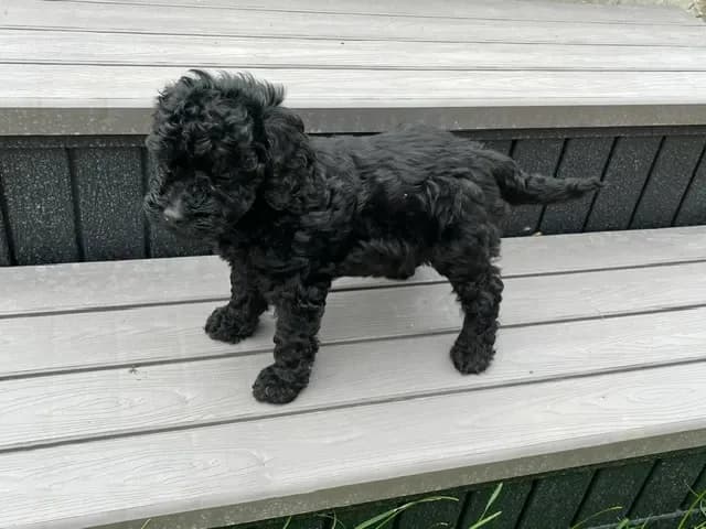 Nova