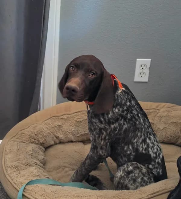 gray collar