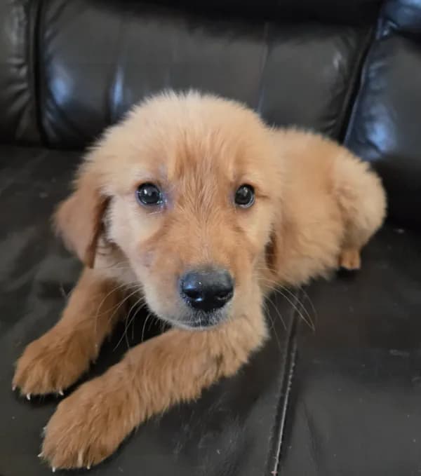 AKC Chloe's Girl