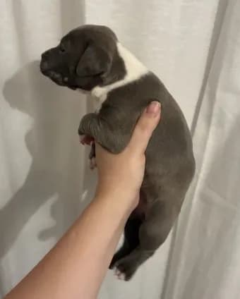 Bully x Pitbull - Male