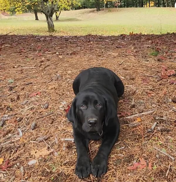 Trained pup Philip