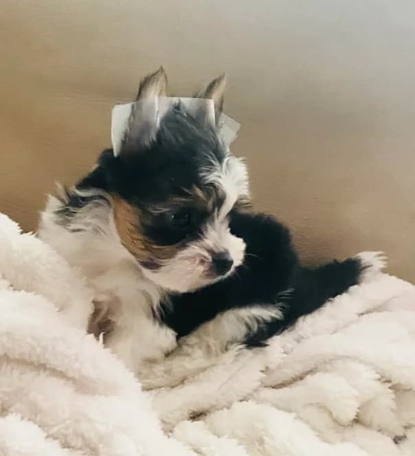 Born w/Cleft Lip-Parti Yorkie/Biewer Mix/Price Lowered