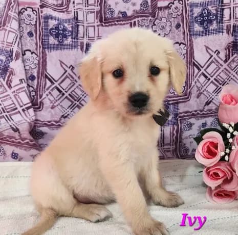 Ivy