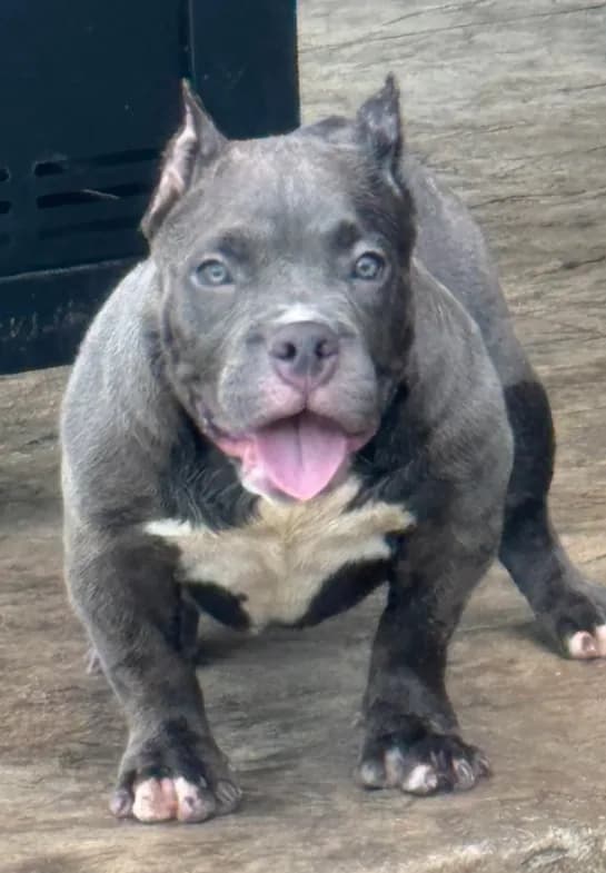 REDUCED PRICE Star *Pocket bully*