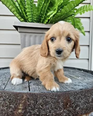 Benny