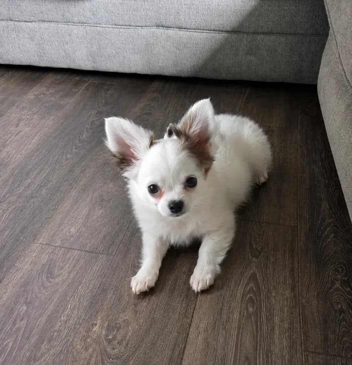 Milo