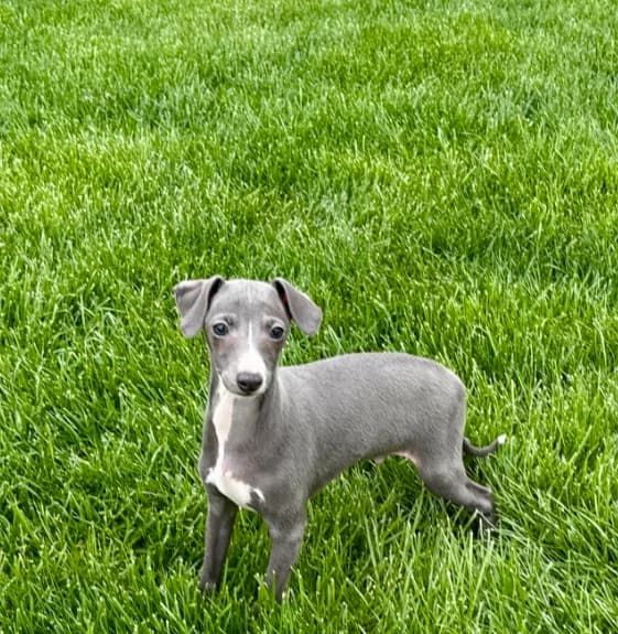 Zeke
