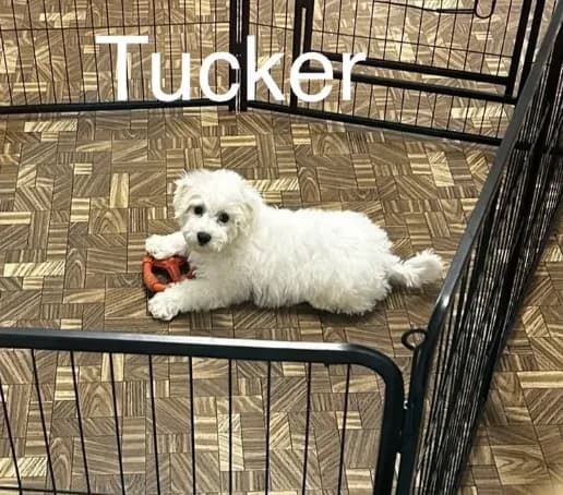 Tucker