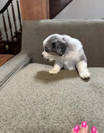 Simon
