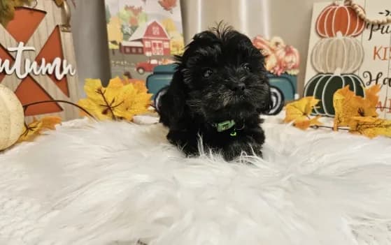 Andy