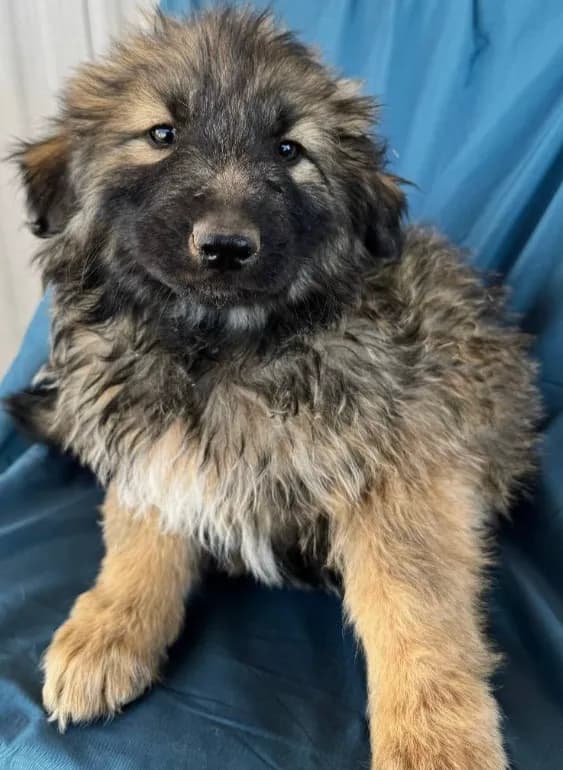 KING SHEPHERD