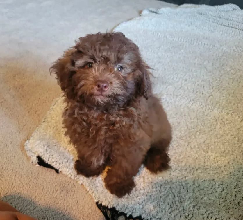 Cocoa
