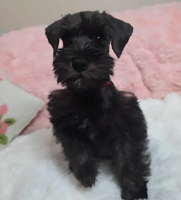 Kit Kat
