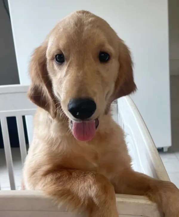 Red Puppy 2 (f)