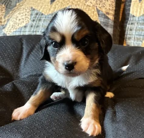 Tucker