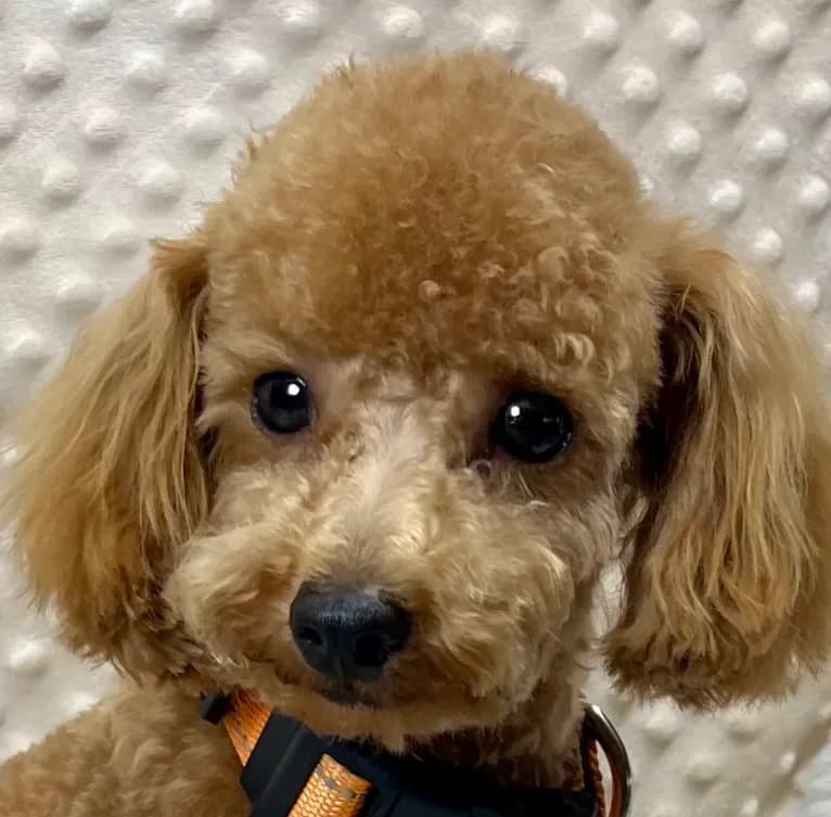 Tiny "Newton" "Reserved"