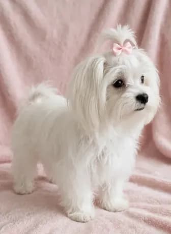 Sugar- Sweet Girl 💞💕