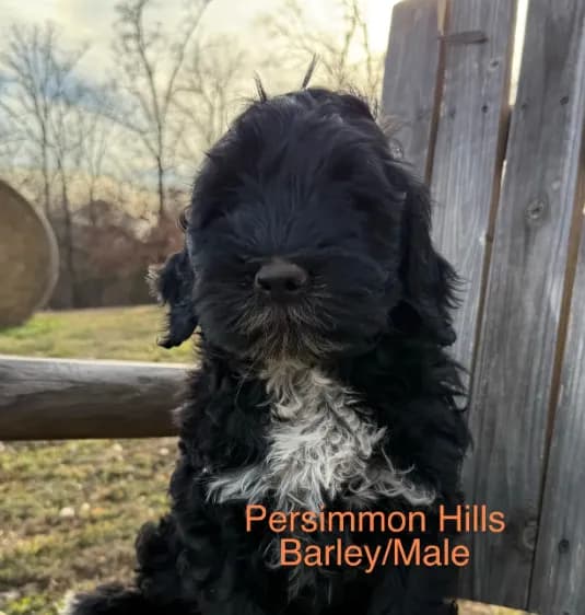 AKC Barley