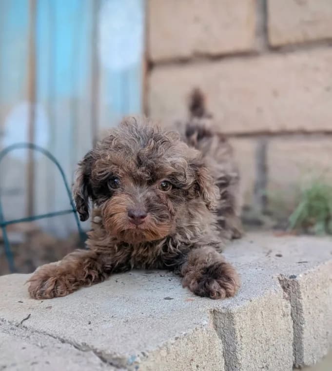 Tiny Brown Merle