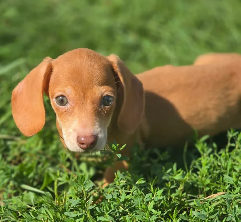 Miniature Dachshund Female