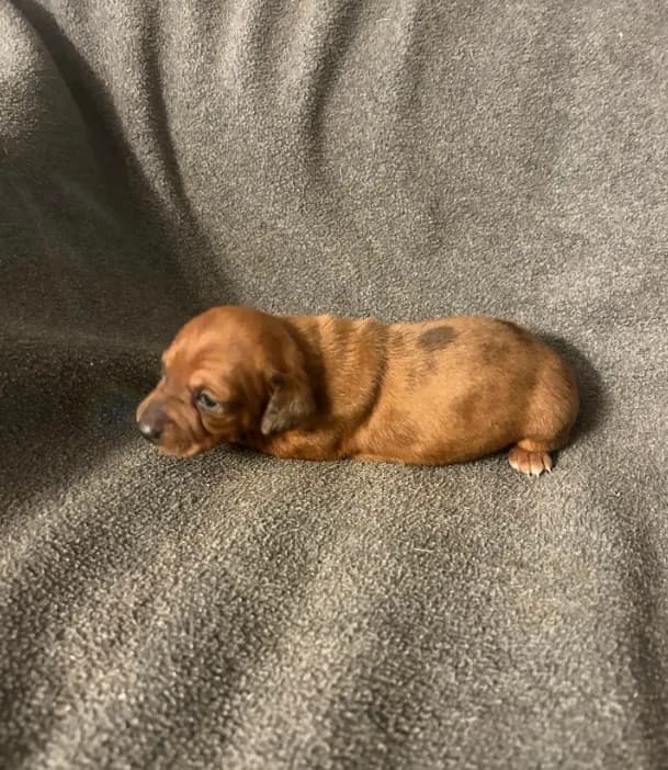 Dollys dapple male