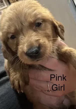 Pink girl