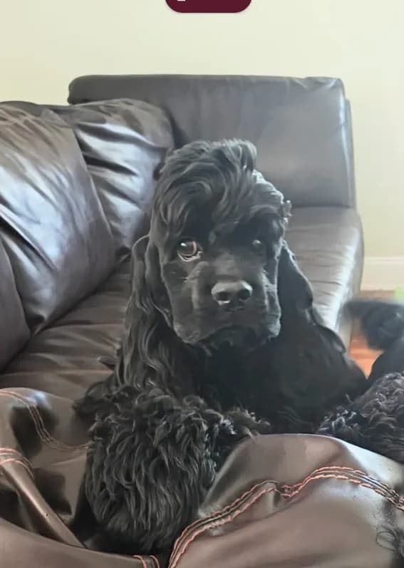 Luigi - AKC Cocker with Champ line