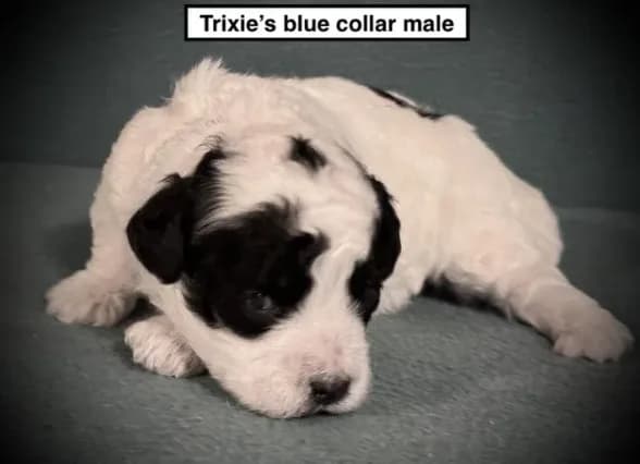 AKC Trixie's Blue Col Male