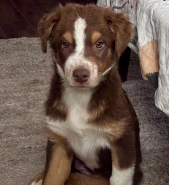 Hanna - PUREBRED AUSTRALIAN SHEPHERD