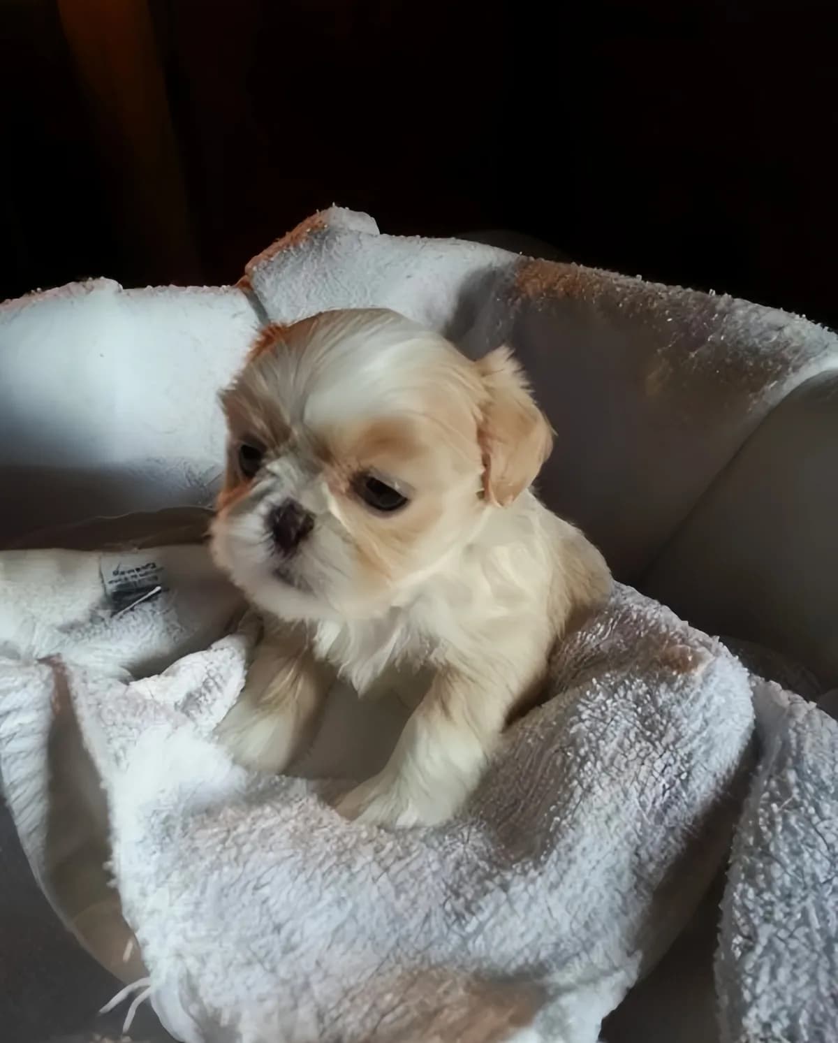 Teacup Denise