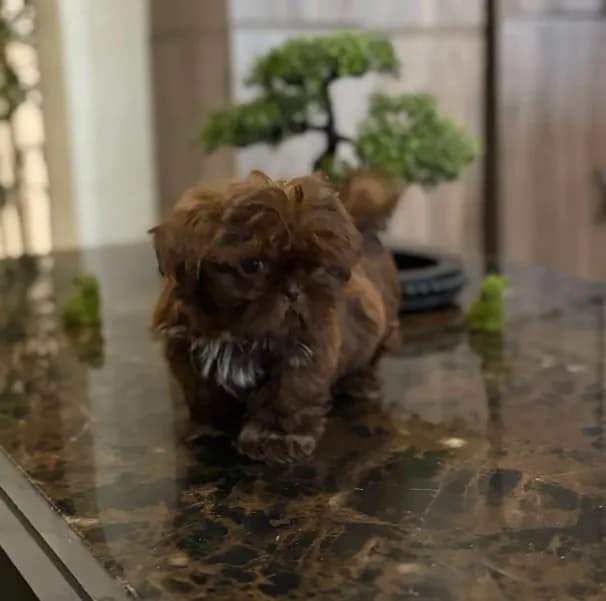 Shihtzu AKC